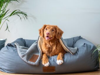 Hundehalterhaftpflichtversicherung Hundehalterhaftpflichtversicherung
